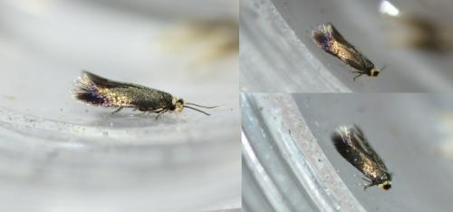 Réf. 254 831 : Stigmella atricapitella